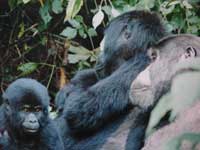 Um casal jovem de gorilas
