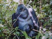 Enorme gorila macho adulto