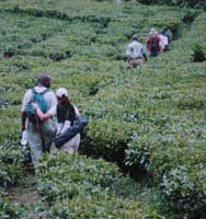 Pessoas caminhando em uma floresta